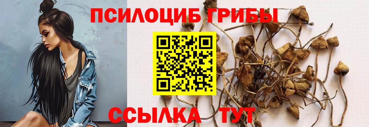 Красный Сулин  где купить наркоту  Вход с VPN  Псилоцибиновые грибы Cubensis 